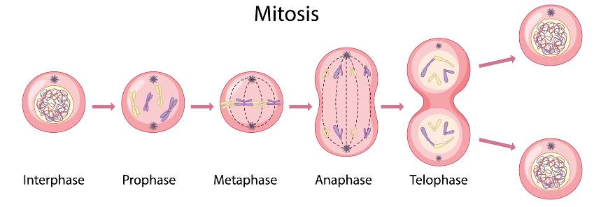 <p><span style="line-height: inherit;"><br>The process of cell division that results in two genetically identical daughter cells. Mitosis is essential for growth, development, and tissue repair.</span></p><p></p>
