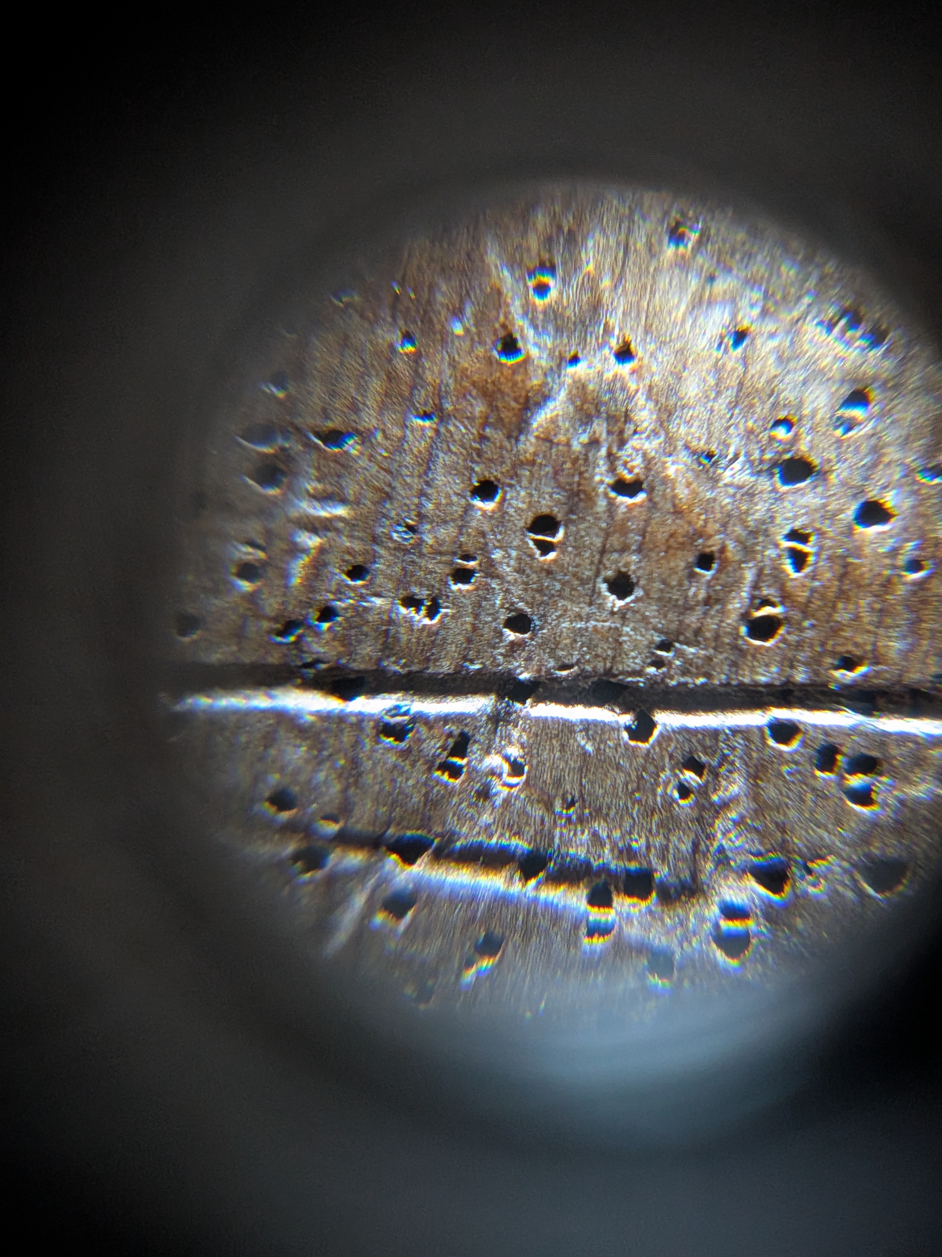 <p>Multiple layers of earlywood cells</p>