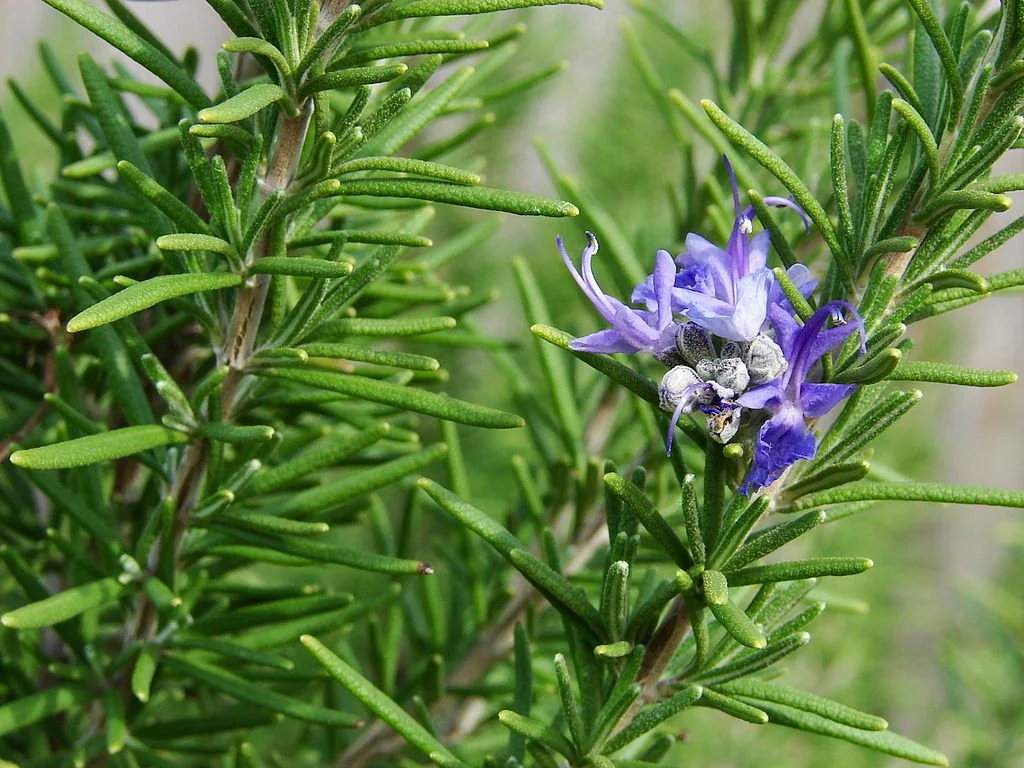 <p><strong>Common name</strong>: Rosemary, Rosmero</p><p><strong>Part used</strong>: Leaves and twigs</p><p><strong>Uses</strong>: Antibacterial, anti-inflammatory, antioxidant, anticomplement, antispasmodic</p><p><strong>Constituents</strong>: Flavonoids, rosmarinic acids (phenols), monoterpenes (volatile oils), terpenoids</p>