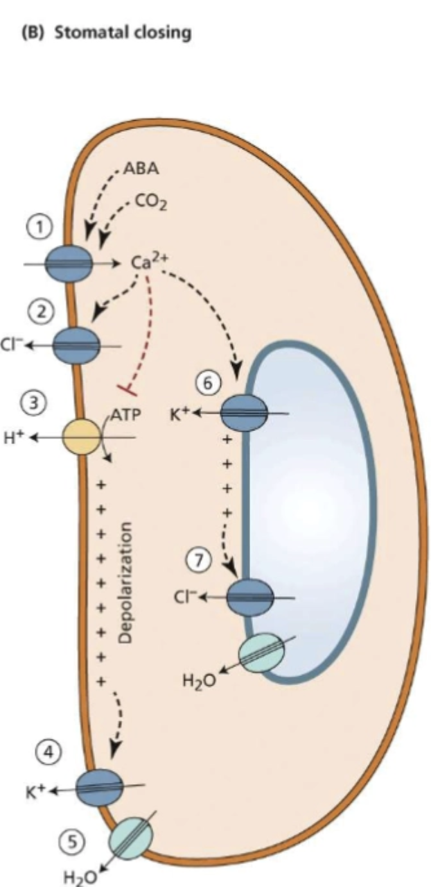 <ol><li><p>Ca2+ channel into cell (ion AGAINST) to stop ATPase</p></li><li><p>Cl- channel out cell (ion AGAINST)</p></li><li><p>K+ channel out cell (ion AGAINST)</p></li><li><p>H2O out the cell bc Ws inc</p></li><li><p>drives K+ and H20 channels out of vac (ion against)</p></li><li><p>Cl- leaves vac (ion WITH)</p></li></ol><p>much faster process bc the cell is returning to og state from Ws differences</p><p></p>