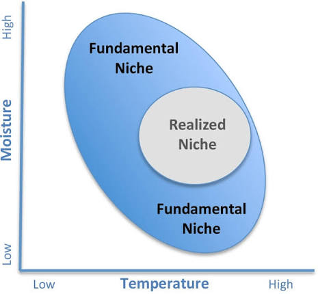 <p>Where the species actually lives is smaller than the fundamental niche because a competitor inhibits some of it</p>