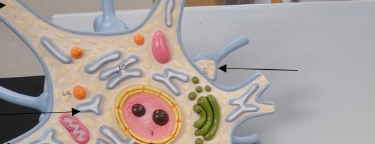 <p>What is this triangle thing on the top of the cell body?</p>