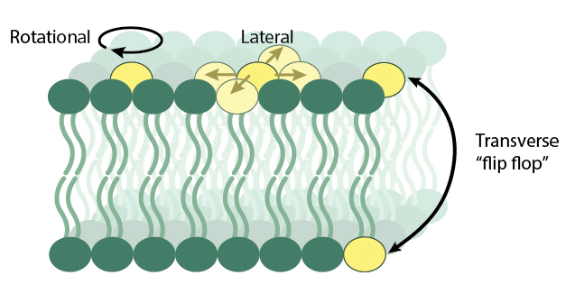 <p>2 types:</p><ol><li><p>lateral diffusion</p></li><li><p>transverse diffusion “flip flop”</p></li></ol><p></p>