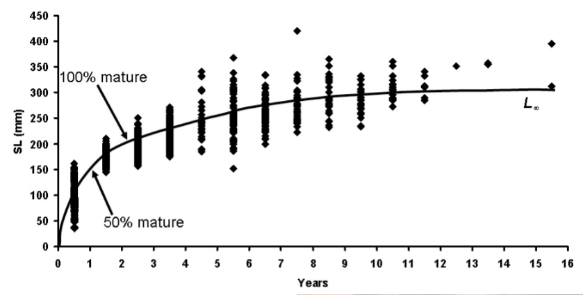 <p>fewer large fish b/c they’re all being caught by recreational + commercial fishes, growth rate slows @ maturity, every fish has a unique growth curve + life expectancy (short-lived fish grow more slowly?)</p>