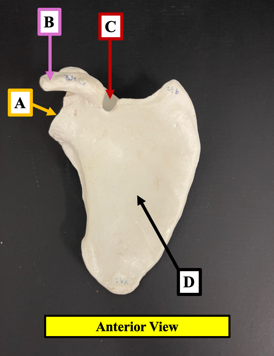 <p>Identify the name of the bony landmark of the scapula that label <strong>C </strong>is pointing to.</p>