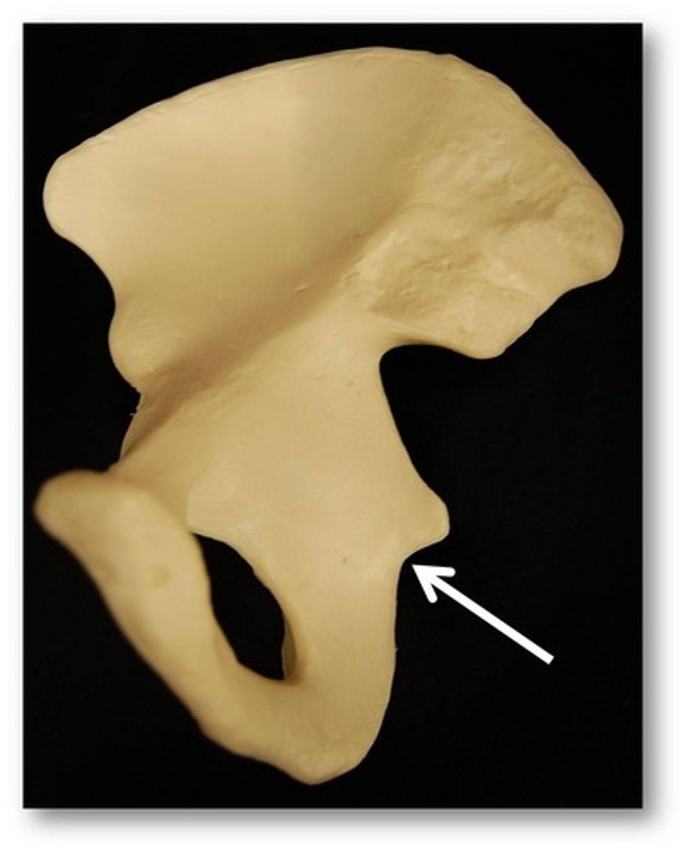 <p>pelvis - lateral</p>