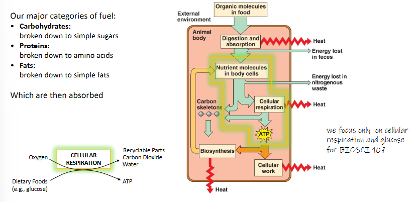 <ul><li><p>our major categories of fuel:</p><ul><li><p>carbohydrates: broken down to simple sugars</p></li><li><p>proteins: broken down to amino acids</p></li><li><p>fats: broken down to simple fats</p><ul><li><p>which are then absorbed</p></li></ul></li></ul></li></ul><p></p>