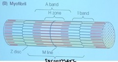 <p>middle of sarcomere</p><p>Myosin filaments attach here</p>