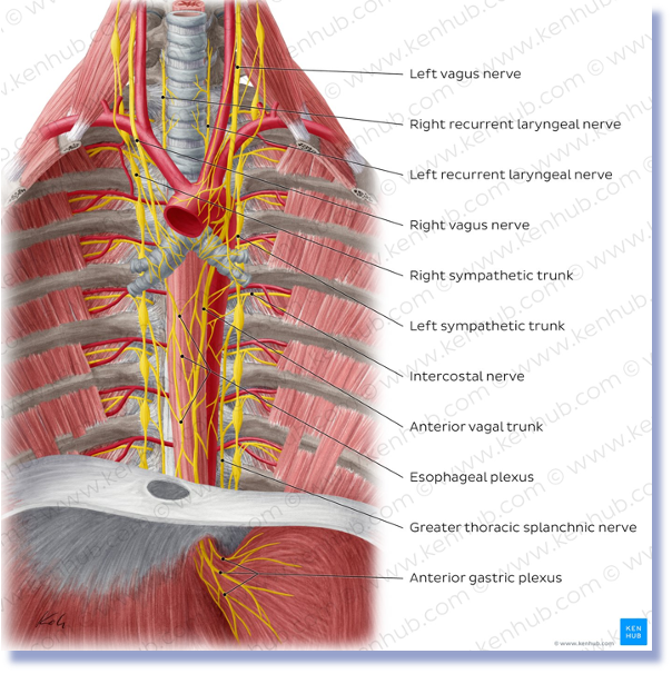 <p>Vagus nerve- <span>Posterior and anterior vagal trunks</span></p><p></p><p></p>