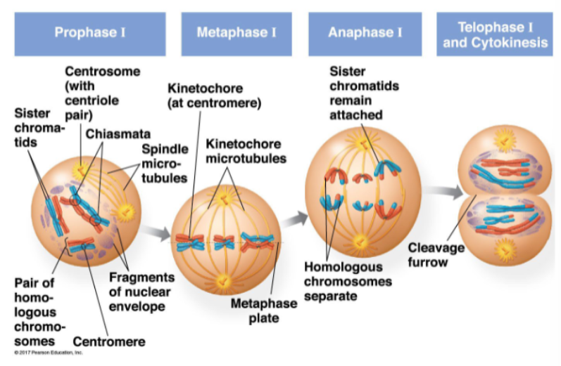 <ul><li><p>meiosis I separates homologous chromosomes</p></li><li><p>synapsis: two sister chromatids of each pair of homologous chromosomes pair up</p></li><li><p>the 4 chromatids are called a tetrad</p></li><li><p>non-sister chromatids within these tetrads may then cross over: causes recombination</p></li><li><p>prophase I:</p><ul><li><p>sister chromatids present</p></li><li><p>centrosome (with centriole pair) present</p></li><li><p>crossing over occurs at the chiasmata</p></li><li><p>spindle micro-tubules present</p></li><li><p>fragments of nuclear envelope visible</p></li><li><p>pairs of homologous chromosomes present</p></li></ul></li><li><p>metaphase I:</p><ul><li><p>kinetochore (at centromere)</p></li><li><p>kinetochore microtubules</p></li><li><p>metaphase plate</p></li></ul></li><li><p>anaphase I:</p><ul><li><p>sister chromatids remain attached</p></li><li><p>homologous chromosomes separate</p></li></ul></li><li><p>telophase I and cytokinesis:</p><ul><li><p>cleavage furrow</p></li></ul></li></ul><p></p>