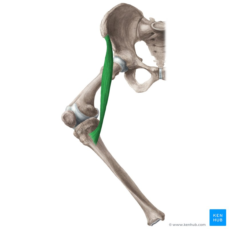 <p>What muscle that moves the thigh? (Anterior hip)</p>
