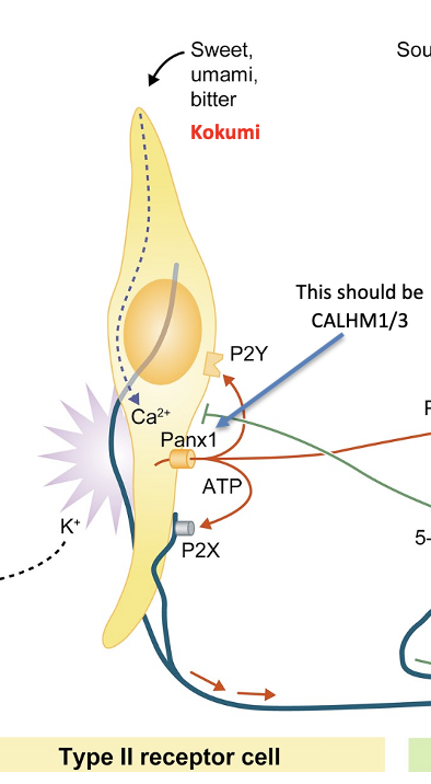 <ul><li><p>Subdivided into 3 receptor-specific groups</p><ul><li><p>Detect <strong>sweet </strong>(has receptor for carbs)<strong>, umami </strong>(has receptors for amino acids)<strong>, bitter </strong>(has receptors binding range of compounds for bitterness)</p></li></ul></li></ul><ul><li><p>All use same signaling leading to <strong>release ATP (non-vesicular)</strong> onto peripheral axons of gustatory cells</p></li></ul><p></p>