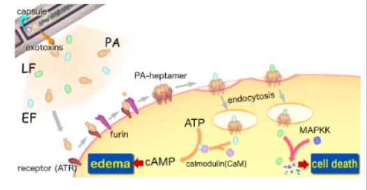 <p>• (B) PA – protective antigen</p><p>• (A) EF – edema factor</p><p>• (A) LF – lethal factor</p>