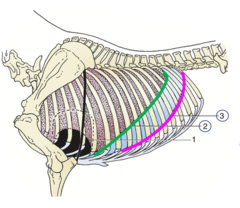 <p>TRUE</p><p>line of pleural reflection is shown in pink and the basal border of the lung is shown in green</p>