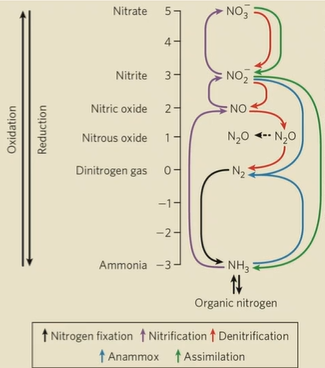 <p>bacteria reduce N2 to NH3 (black arrows)</p>