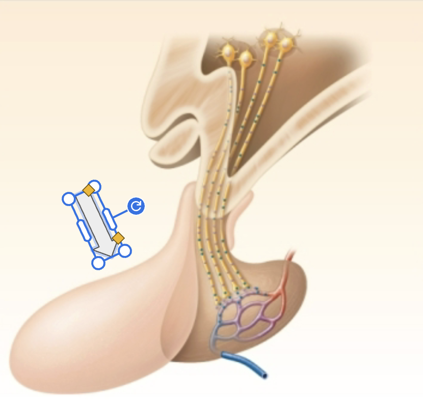 <p>Identify the structure the arrow is pointing at</p>