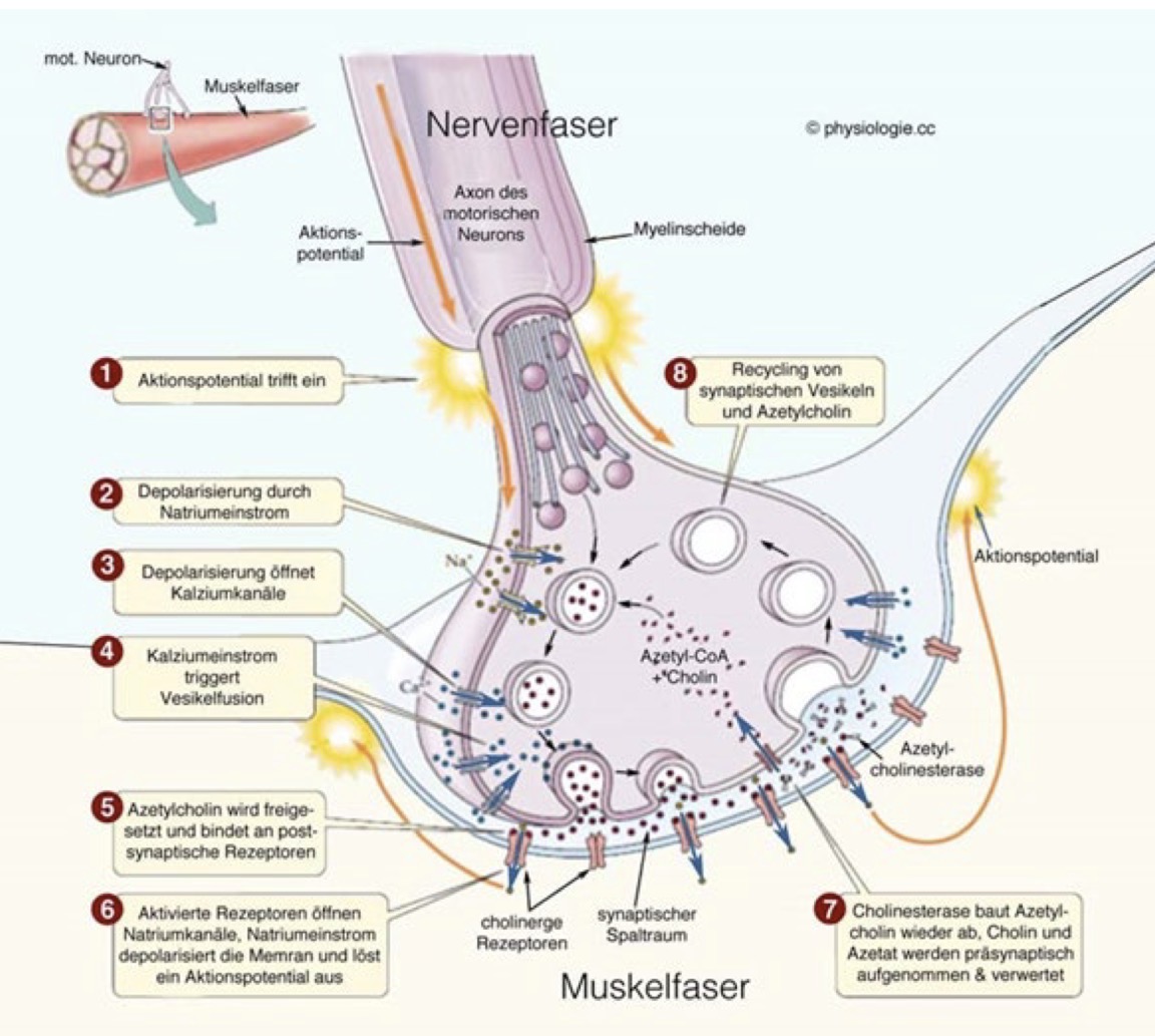 <p>Das folgende passiert wenn das alpha-Motoneuron ein Aktionspotenzial an eine Muskelfaser (passiert gleichzeitig bei allen anderen Muskelfasern der motorischen Einheit) seiner Motorischen Einheit weiterleitet </p><ol><li><p>Aktionspotenzial trifft ein </p></li><li><p>Depolarisierung durch Natriumeinstrom </p></li><li><p>Depolarisierung öffnet Kalciumkanäle </p></li><li><p>Kalciumeinstrom triggert Vesikelfusion </p></li><li><p>Acetylcholin wird freigesetzt und bindet an postsynaptischen Rezeptoren </p></li><li><p>Aktivierte Rezeptoren öffnen Natriumkanäle, Natriumeinstrom depolarisiert die Membran und löst ein Aktionspotenzial aus </p></li><li><p>Cholinesterase baut Acetylcholin wieder ab. Cholin und Azetat werden präsynapptissch aufgenommen und verwendet </p></li><li><p>Recycling von synaptischen Vesikeln und Azetylcholin </p></li></ol><p></p>