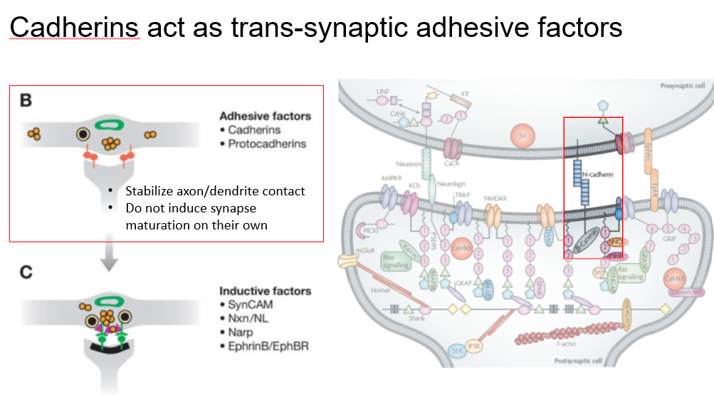 <p>There are basically 2 factors; adhesive and inductive factors. </p><p></p><p>The job of an adhesive factor like cadherin is to stablize the axon and dendritic point of contact like glue</p><p></p><p></p><p>FORGET about protocadherins </p>
