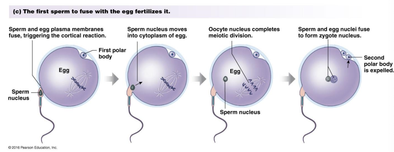 <p>Prevent addition sperm binding with oocyte (polysperm)</p><ul><li><p>Sperm docks with sperm-binding proteins on oocyte membrane</p></li><li><p class="p1">Triggers depolarization of oocyte</p></li><li><p class="p1">Fusion of cortical granules (oocyte intracellular vesicles) with outer membrane</p></li><li><p class="p1">Coat fertilized oocyte and prevent penetration by additional sperm</p><ul><li><p class="p1">(i.e. prevents polyspermy)</p></li></ul></li></ul><p class="p1"></p><p class="p1">How the nucleus fuse together</p><ul><li><p class="p1">cortical reactions triggered by binding</p></li><li><p class="p1">sperm nucleus enters the egg</p></li><li><p class="p1">oocyte completes the meiotic division</p></li><li><p class="p1">zygote nucleus formed</p></li></ul><p class="p1"></p><p></p>