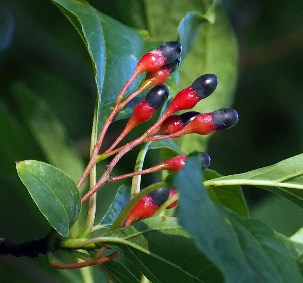 <p>A Sassafras Tree (Alternate, simple, entire margin leaf, blue fruit on top of a red “stalk”)</p>