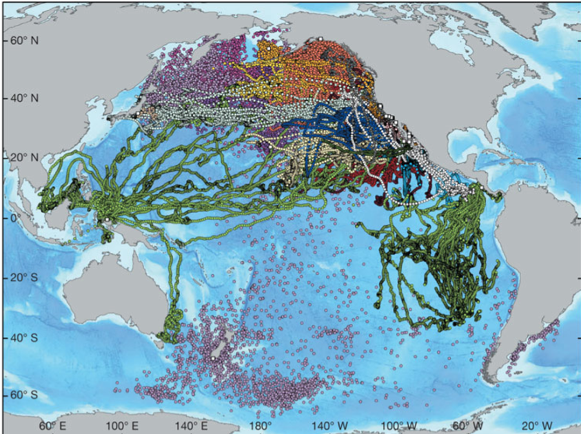 <p>Common amount vertebrates, multiple reasons, physiological challenges, benefits outweigh costs </p>