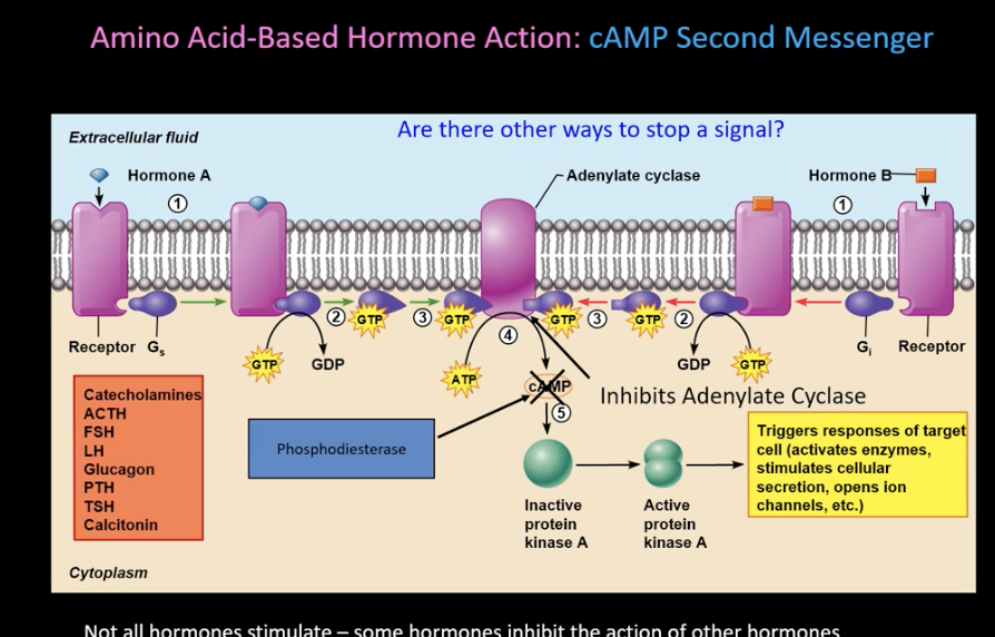 <ul><li><p>phosphodiesterase<br>- enzyme that degrades cyclic AMP in the cytosol and is <strong>always active</strong></p></li><li><p>its what stops second messenger signaling</p></li><li><p>when we stimulate the production of cyclic AMP, cyclic AMP can activate its processes but phosphodiesterase comes along and breaks the cyclic AMP down</p></li></ul><p></p>