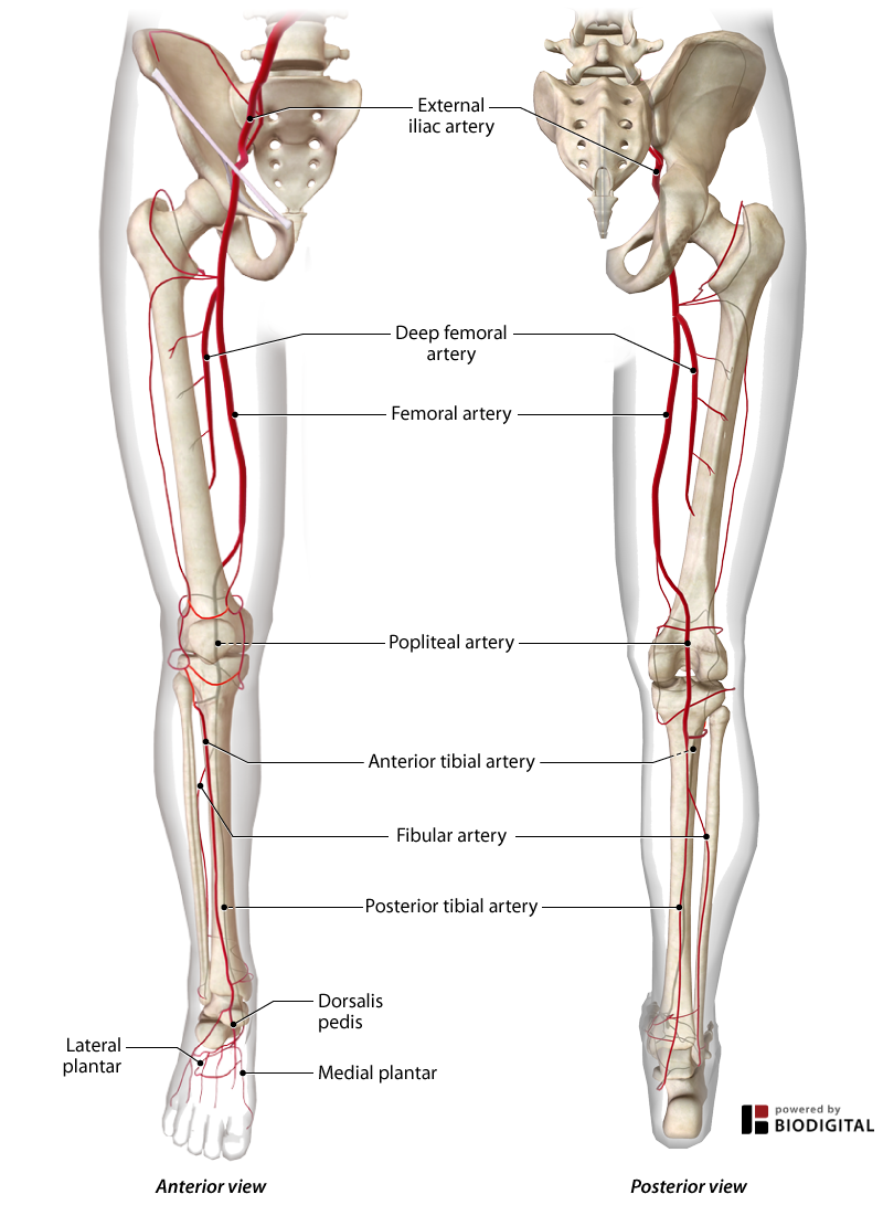 <p>Continuation of the femoral artery behind the knee in the popliteal fossa.</p>