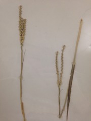 <p>Andropogoneae Tripsacum dactyloides - PN</p>