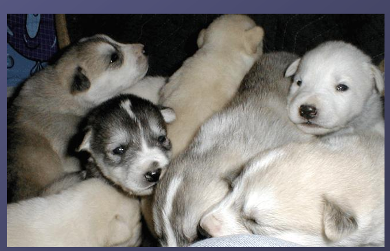 <p>Eyes open </p><p>Tooth eruption </p><p>Able to stand</p>