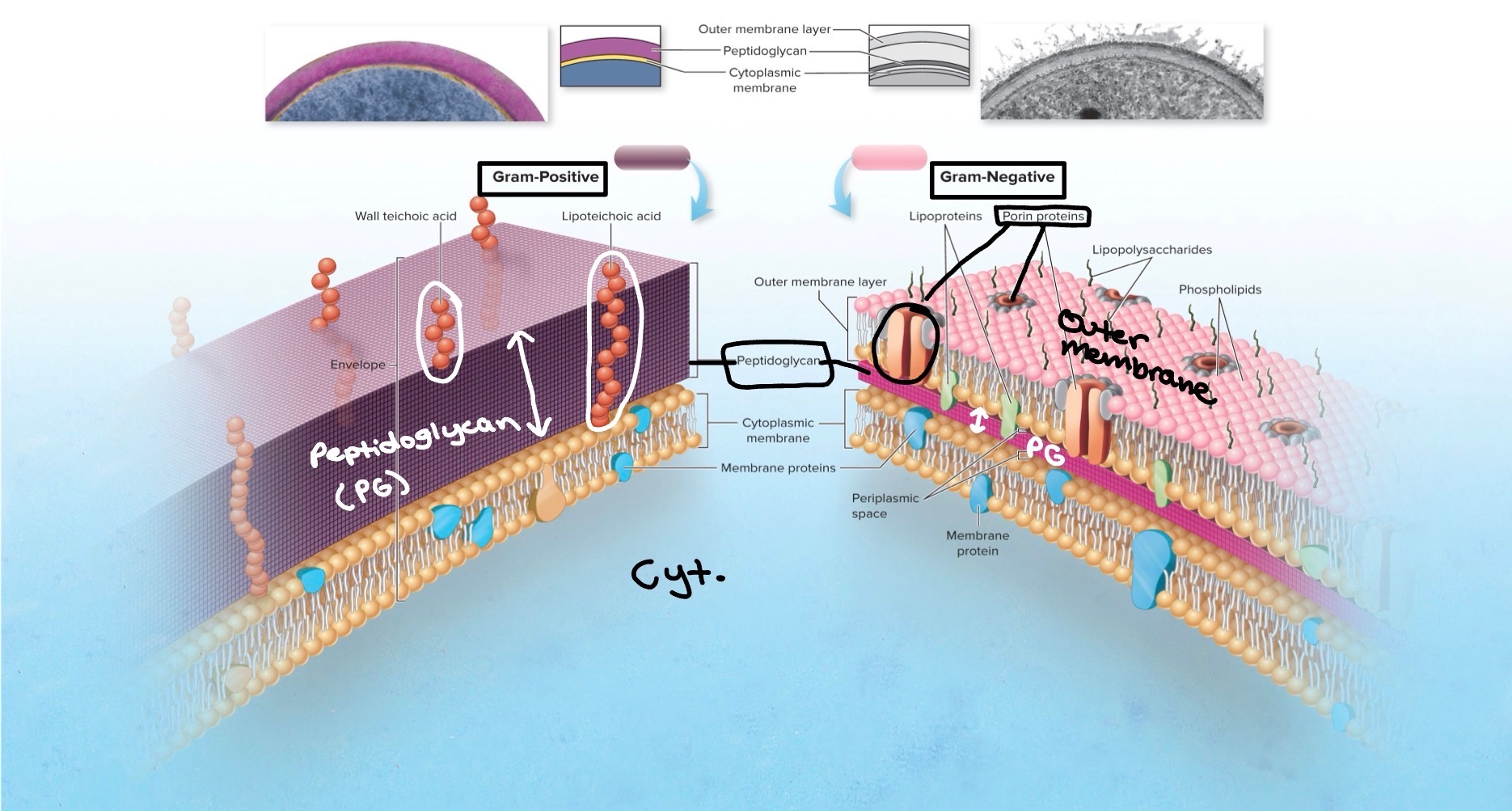 <ul><li><p>Single, <strong>thin</strong> sheet of peptidoglycan</p></li><li><p>Thinness gives gram-negative cells more susceptibility to <strong>lysis</strong></p></li><li><p>Contains <strong>outer membrane </strong>over peptidoglycan</p></li></ul><p></p>