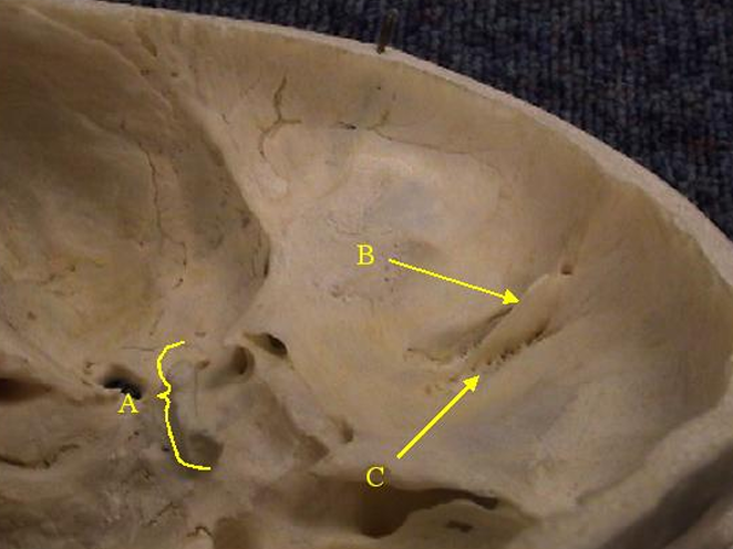 <p>Identify structure labelled B.</p>