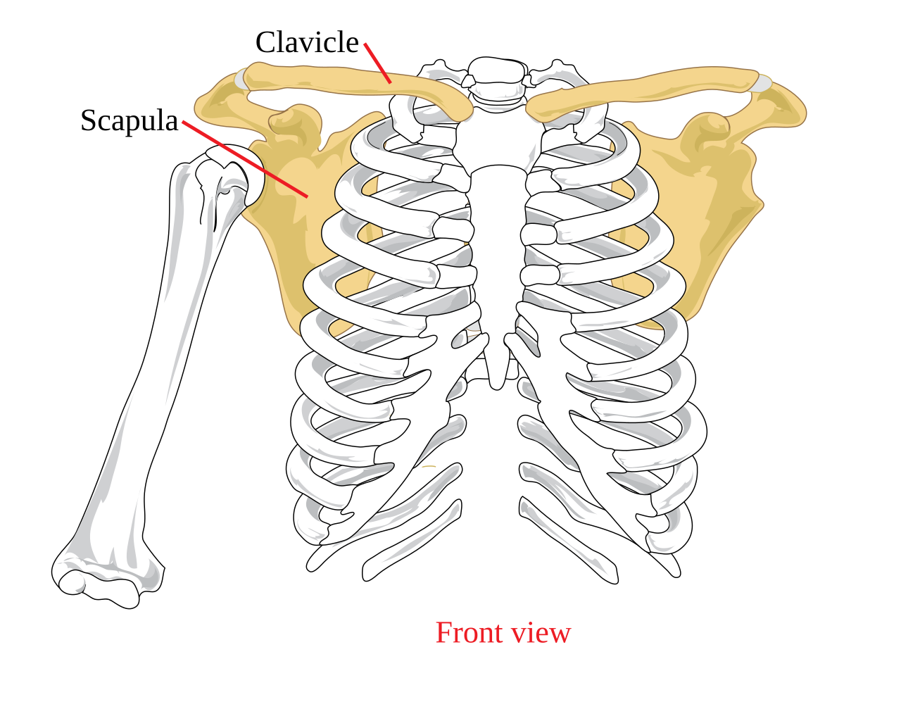 <p><strong>Clavicles </strong>and <strong>scapulae </strong>that attach the upper limbs to the trunk</p>