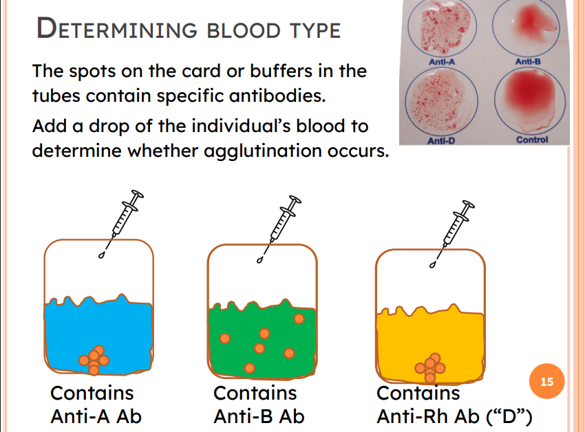 <p>The spots on the card or buffers in the tubes contain specific antibodies. </p><p></p><p>If Ag exist → Ag-Ab reaction → agglutination</p>