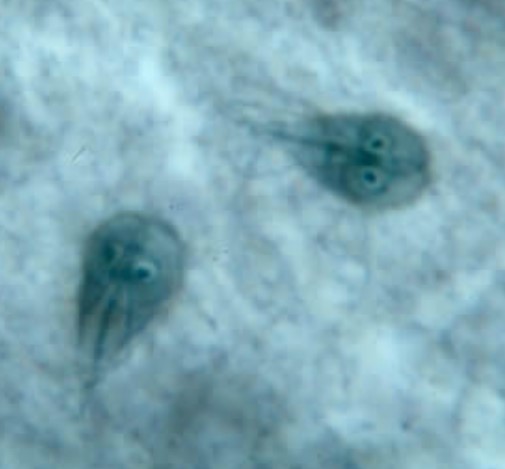 <p>Name</p>