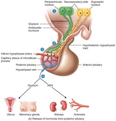 <p>Stretch placed on the cervix</p>