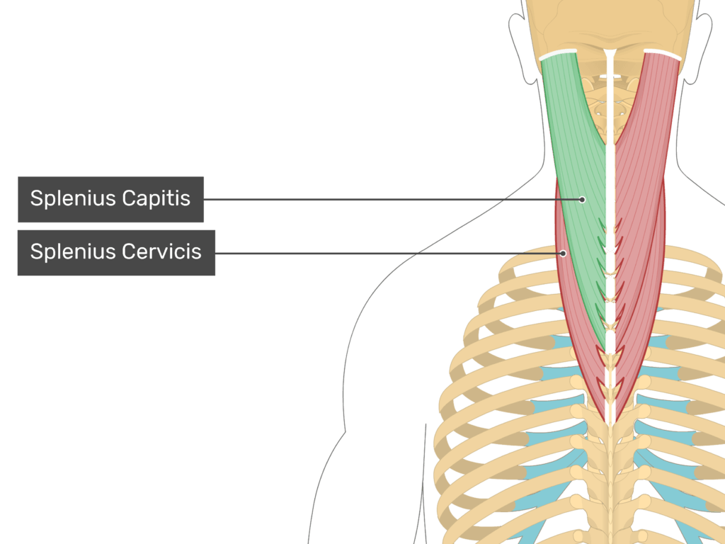<p>splunuis capitus and cervicis </p><p></p><p><span>Contribute to rotation, lateral flexion, and extension of head and neck</span></p>