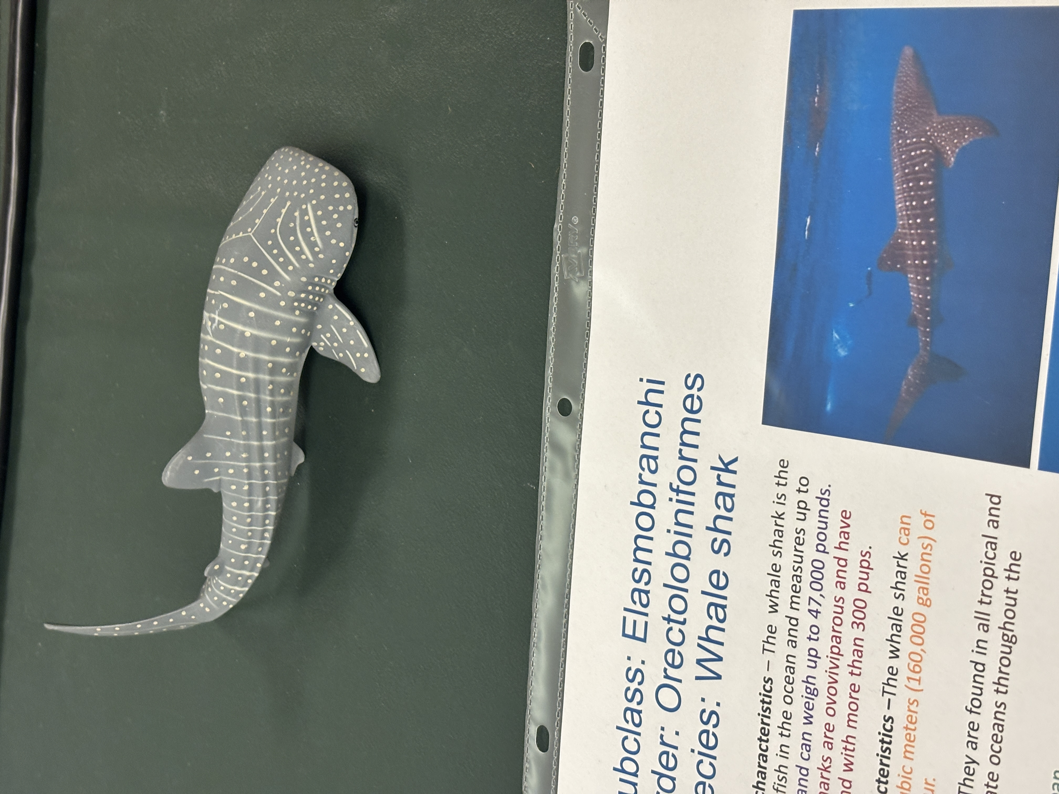 <p>Order Orectolobiniformes - Whale shark </p><p>How big do they get </p>