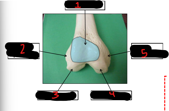 <p>5</p>