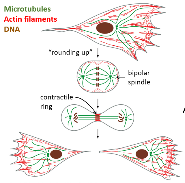 <p>What process involves the contractile ring?</p>