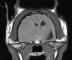 <p>What is this an example of?</p>