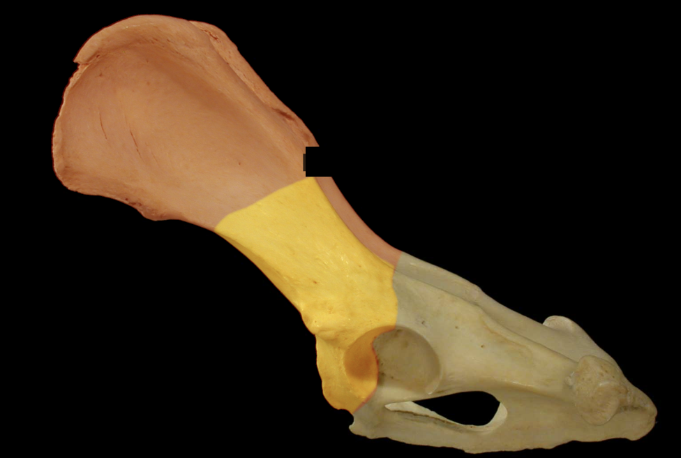 <p>Body of the Ilium</p>