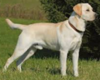 <p>welk type hond is dit</p>
