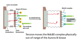 <ul><li><p><strong>tension </strong>from spindle fibres on <strong>both</strong> sides of the chromosome is the only <strong>stable </strong>arrangement- this has to be sensed for every kinetochore</p></li><li><p>in the inner kinetochore, the <strong>Aurora-B-kinase</strong> enzyme is anchored, which <strong>phosphorylates </strong>the <strong>Ndc80 complex </strong>of the outer kinetochore (which tethers the microtubule)</p></li><li><p>however, when the kinetochore is <strong>under tension</strong>, the inner and outer layers are pulled apart and the Aurora-B-kinase is <strong>pulled out of range</strong> to phosphorylate Ncd80</p></li><li><p>this works because phosphorylation of Ndc80 <strong>reduces </strong>its <strong>affinity </strong>for microtubules, meaning it promotes the <strong>release </strong>of incorrectly attached microtubules</p></li></ul><p></p><p>unattached kinetophores are bound by the<strong> mitosis arrest deficient </strong>protein (Mad), which <strong>prevents </strong>chromosome separation (by blocking securin ubiquitination by the APC) if any one kinetochore is not attached/aligned</p><p></p>