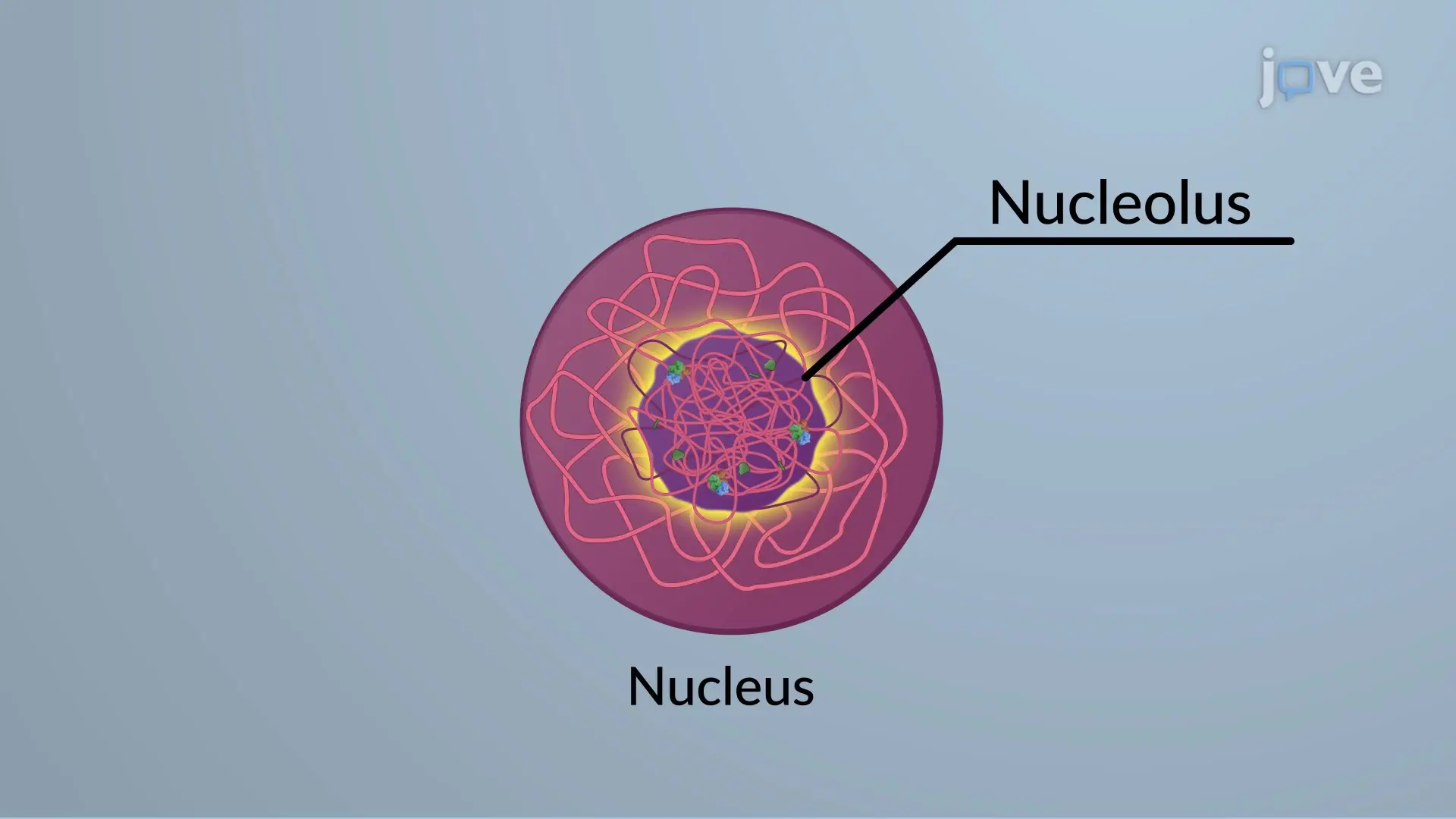 <p>nucleolus</p>