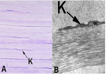 <p>stucture name and label its features </p>