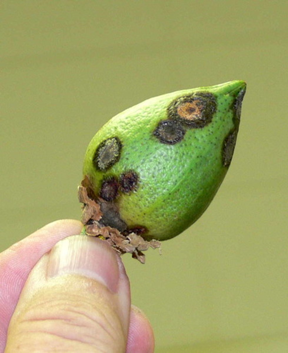 <p>A protist infectious disease that affects tomatoes and potatoes.</p><p>- Affects leaves and tubers</p><p>- Spread through air and water</p><p>- Diagnosed through brown patches on leaves</p><p>- Treated with fungicide and disinfecting tools</p>