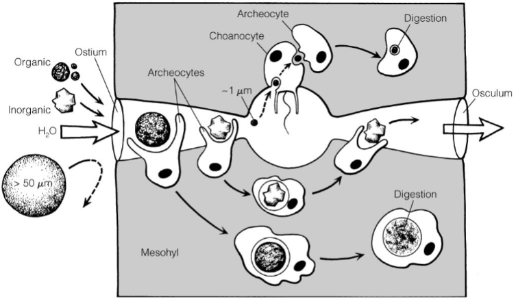<p>• Filter feeders</p><p>• Pump body volume once every 5 s</p><p>• Water velocity fastest through osculum, slowest in choanocyte chambers</p><p>• Food intake occurs through phagocytosis:</p><p>– In choanocyte chambers (particles < 5 μm)</p><p>– In incurrent canals (5–50 μm)</p><p>– At exopinacoderm (> 50 μm)</p>