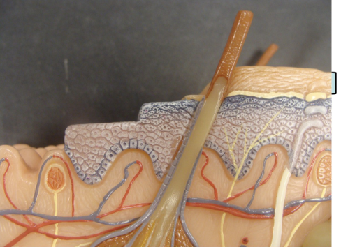 <p>Stratum Corneum</p>