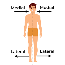 <p>Medial</p>