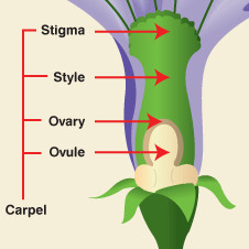 <p>The female reproductive organ of a flower, consisting of the stigma, style, and ovary.</p>
